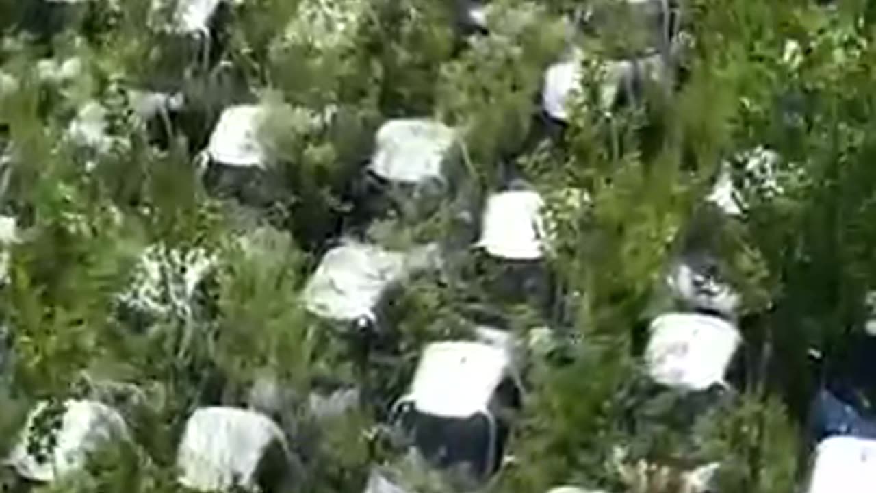 When Electric Cars Turn Into a Jungle – Nature Strikes Back!