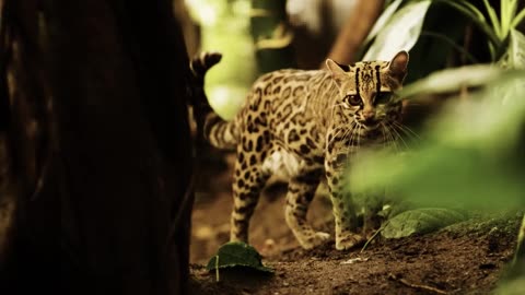 You CANNOT Believe in Evolution Once You See This