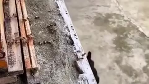 🐝😨 Watch How This Beekeeper Saves His Bees From Hornets | FeedMyCuriosity