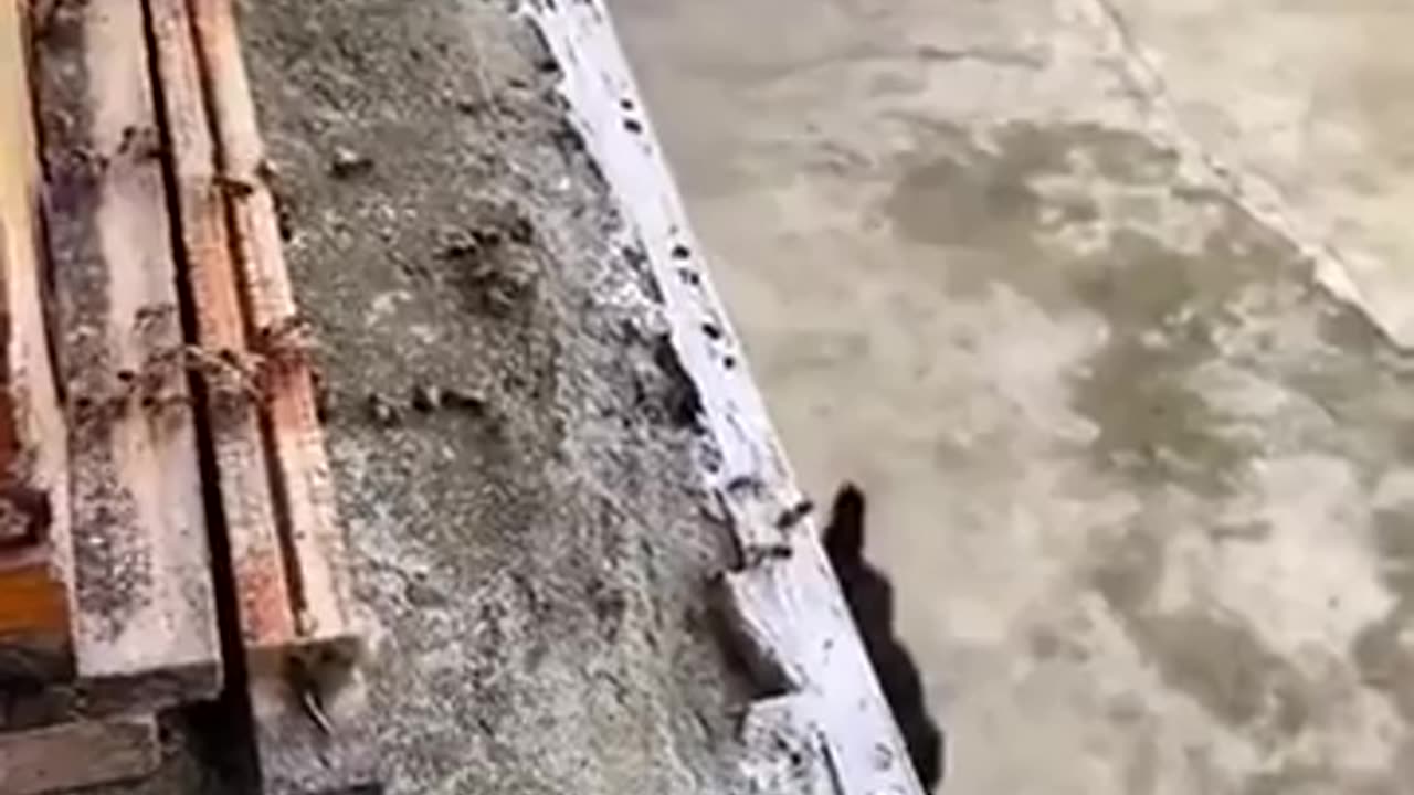 🐝😨 Watch How This Beekeeper Saves His Bees From Hornets | FeedMyCuriosity