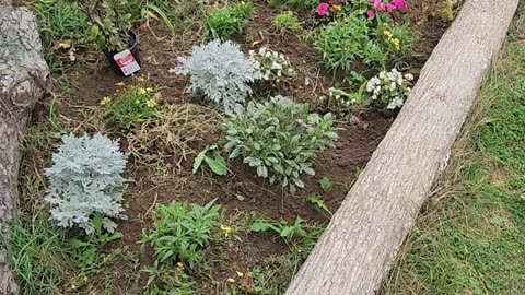 Upgrading a Coreopsis Flower Bed with more Coreopsis