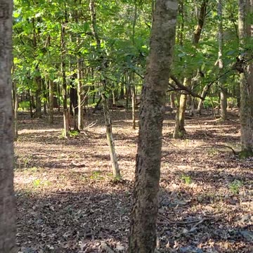 Train ride Bevers Bend
