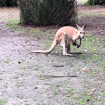 Australian kangaroo 🦘