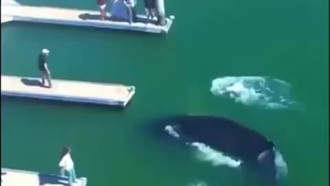 Footage of a baby humpback whale swimming in Marina