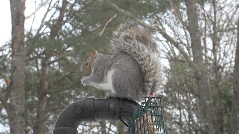 Grey Squirrel
