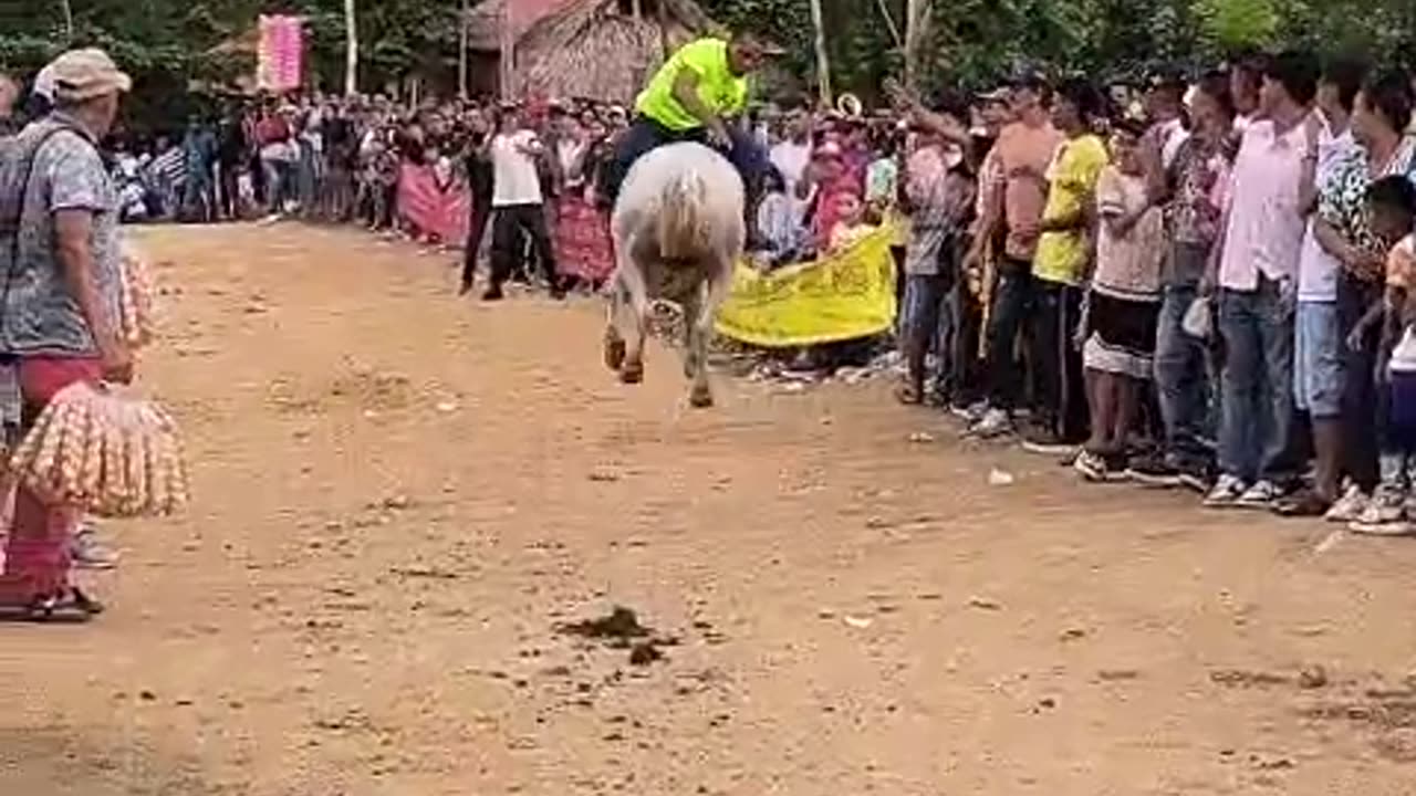 Backwards And Bareback Rider Gets Bucked Off