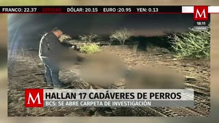 Autoridades localizan 17 perros muertos en Comondú, Baja California Sur; inician investigación