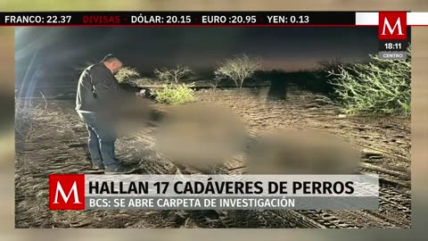 Autoridades localizan 17 perros muertos en Comondú, Baja California Sur; inician investigación