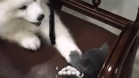 Dangerous cat❤️‍🔥