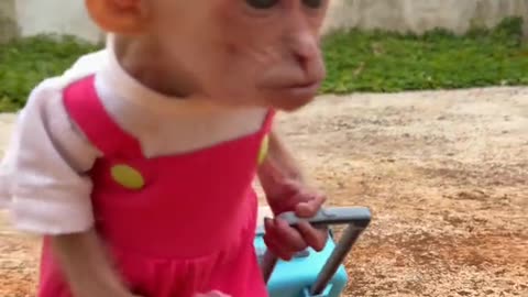 Cute baby monkey Moon