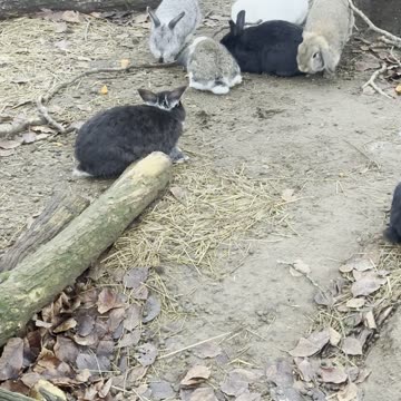 Extreme Close-Up of a Cute Bunny 💕