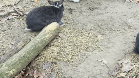 Extreme Close-Up of a Cute Bunny 💕