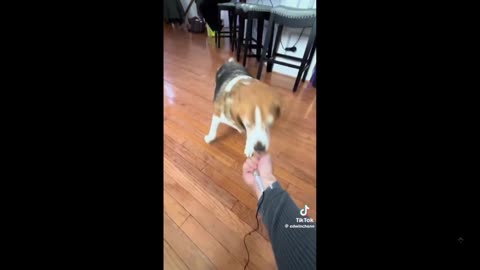 Owner ragebaiting his dog. I don't like this teasing. It's messed up to me