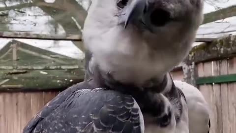 Can everybody just Please look at this Harpy Eagle