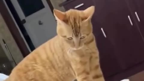 Funny Cat Reaction