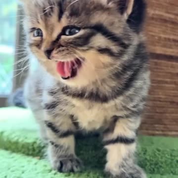 Animal Sound Tiger Cub, Small Elephant, Cat, And Goat #shorts #shortsfeed #ytshorts