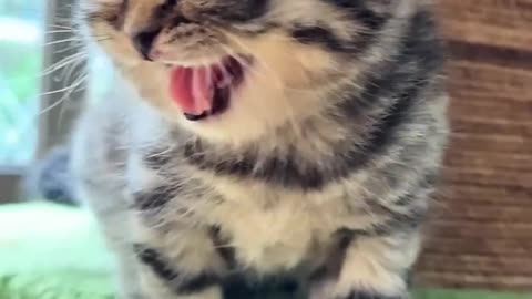 Animal Sound Tiger Cub, Small Elephant, Cat, And Goat #shorts #shortsfeed #ytshorts