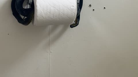 Snake Protects Toilet Paper