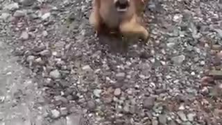 Shocking: This Deer Was With Its Mother When It Did The Cutest Thing Ever