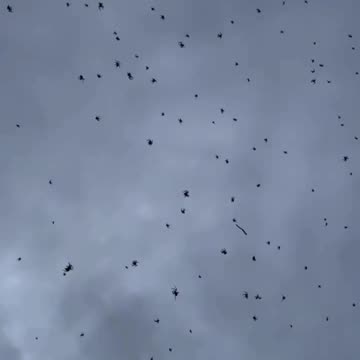 Spiders have invaded the sky in Brazil