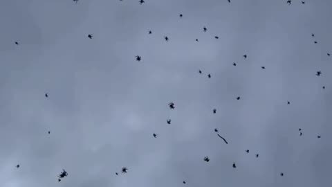 Spiders have invaded the sky in Brazil