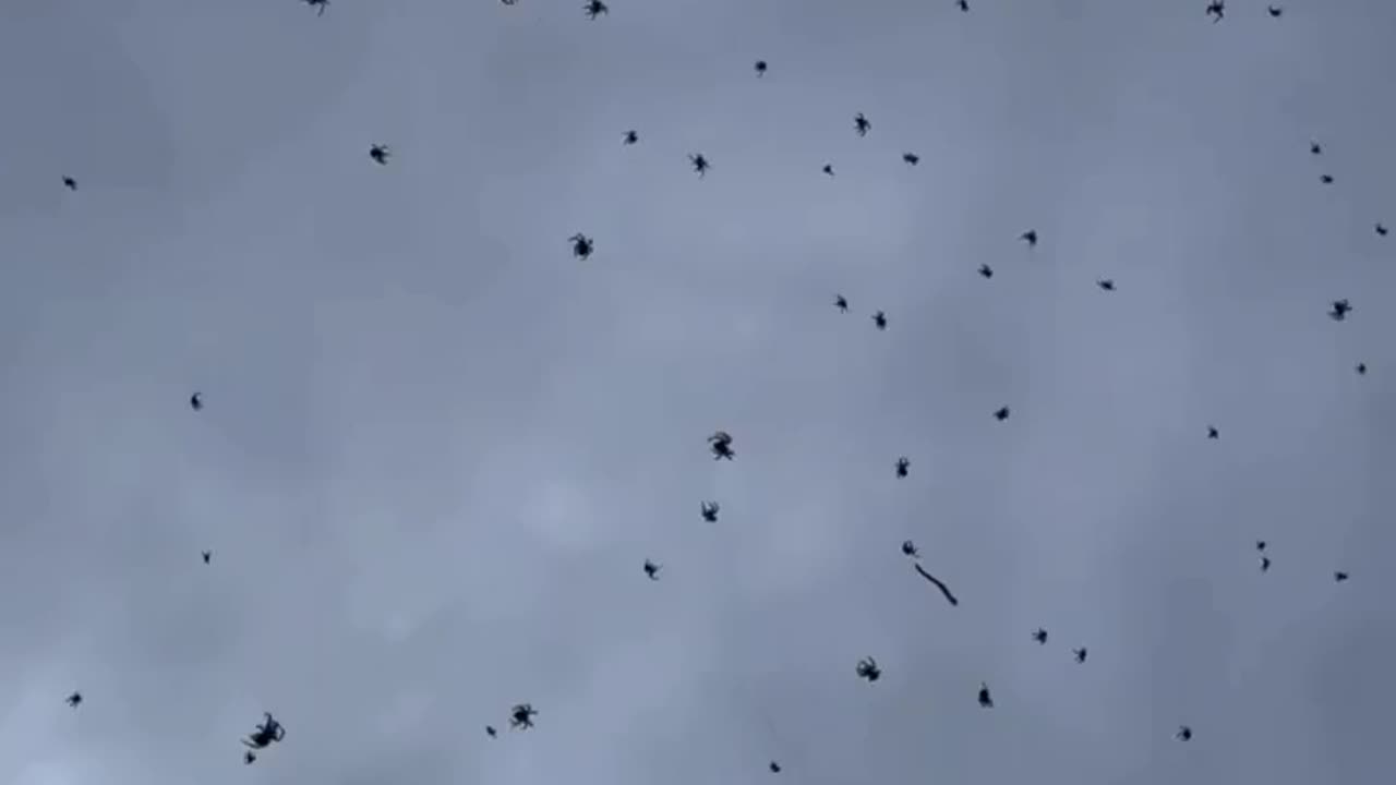Spiders have invaded the sky in Brazil
