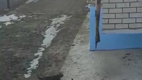 animals