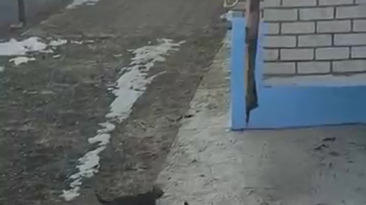 animals