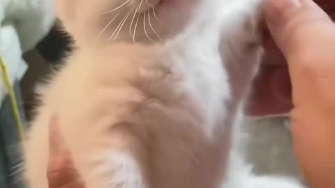 Adorable 😍🥰 cat 🐈😺 #2025