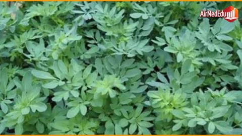 45 Beneficios de las Hojas de Ruda