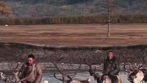 🤯✨ Meet Mongolia's Last Nomadic Reindeer Herders! | FeedMyCuriosity