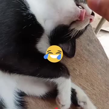 funniest cats kalamansi prank! #catsoftiktok #cat #shorts Watch tell end!