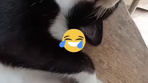 funniest cats kalamansi prank! #catsoftiktok #cat #shorts Watch tell end!