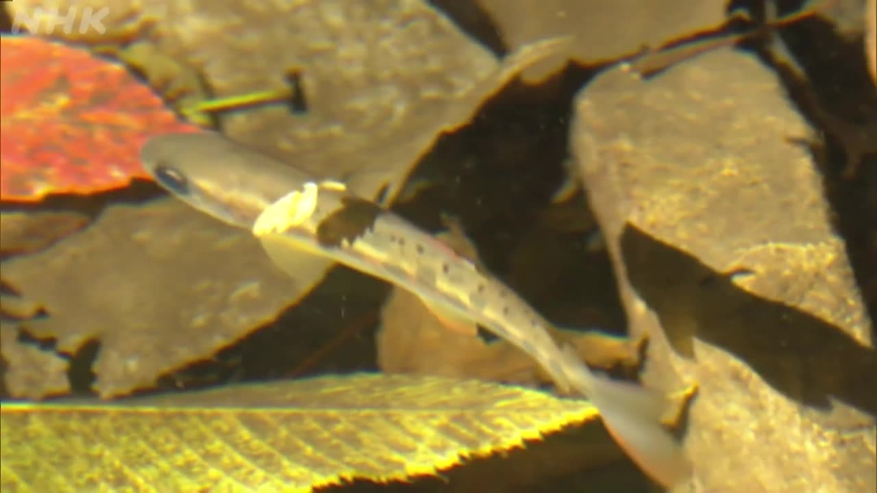 さわやか自然百景 東京･御岳山 秋から冬