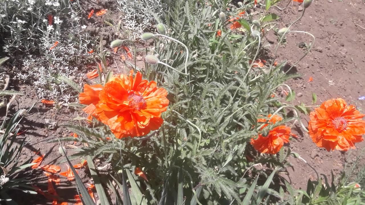 Poppies in our garden