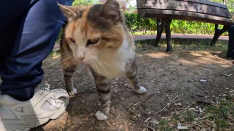 Stray cat was so happy that a human paid attention to her