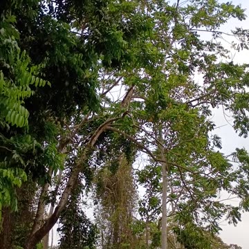 28.12.2024 Sulphur-crested Cockatoos