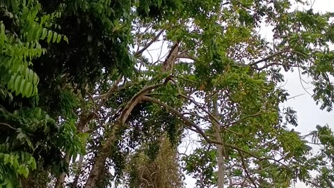 28.12.2024 Sulphur-crested Cockatoos