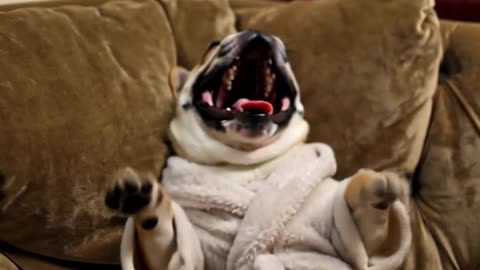 A dramatic slow-motion video of a French Bulldog wearing a tiny bathrobe