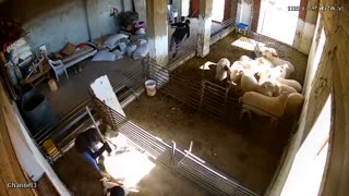 Israeli settlers attack Palestinians, journalists in West Bank: witnesses