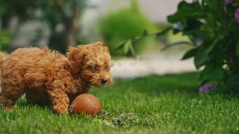 A cute dog playing in a park