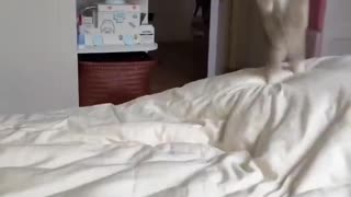 😂🐾 He Loves Jumping in the Bed! | FunFM