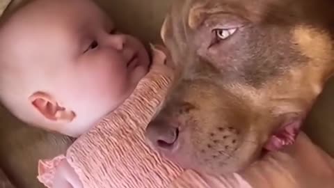 The dog always guarding the baby