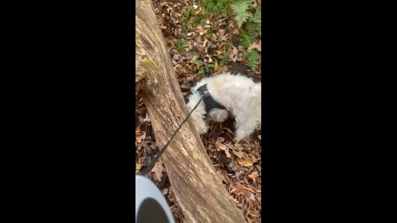 Walking dog in forest