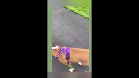 funny animals