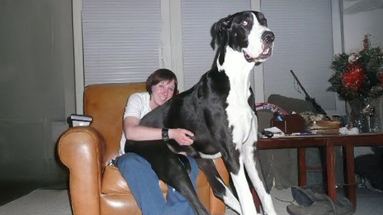 Great Dane Is Not Just The TALLEST But Also Very FUNNY! 😂