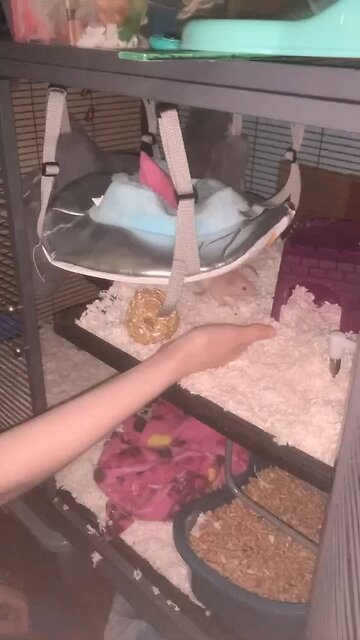 Baby Fancy rat Enid