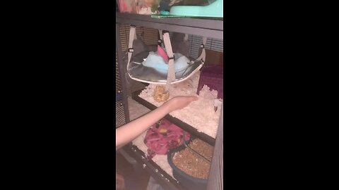 Baby Fancy rat Enid