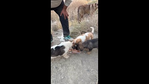 Feeding Every Stray Dog I Found for 24 Hours!