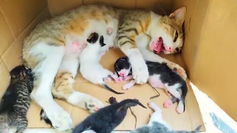 Rescue life of poor abandoned mother cat and her 5 newborn kittens